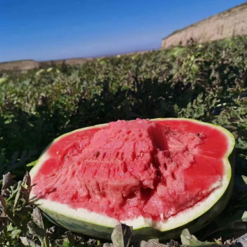 中卫硒砂瓜宁夏石头瓜皮薄甜度高量大从优代发全国