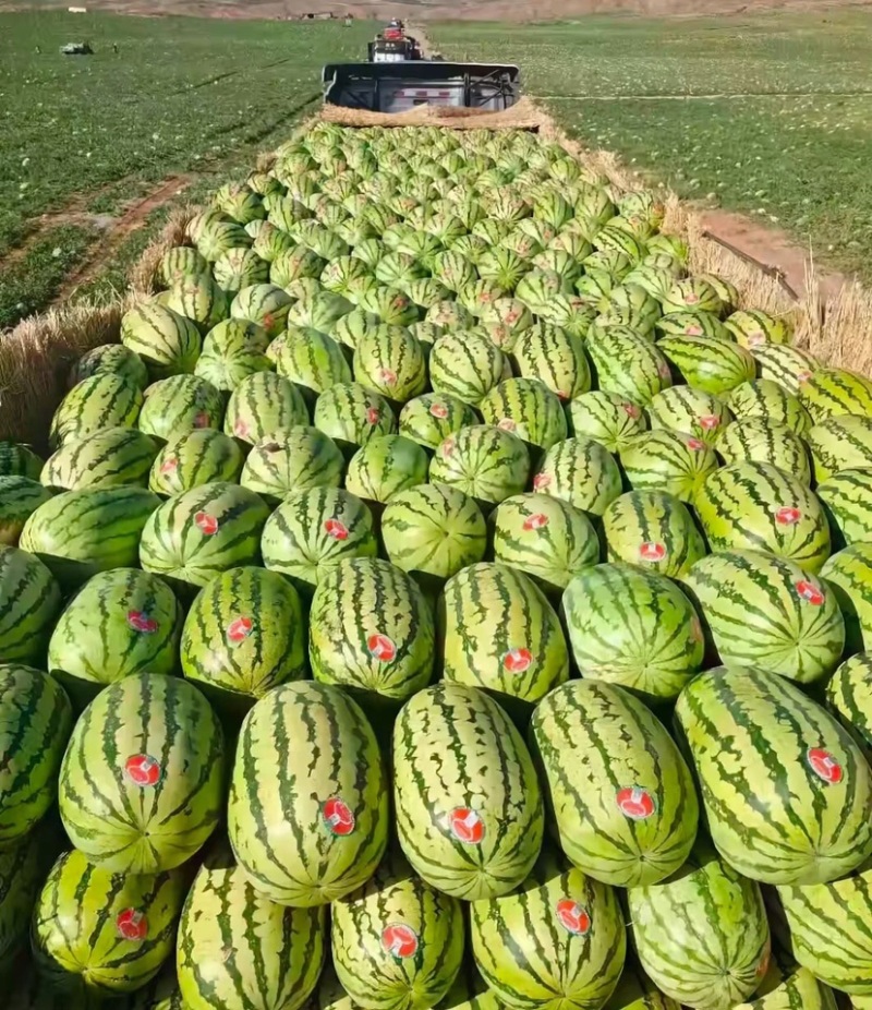 中卫硒砂瓜宁夏石头瓜皮薄甜度高量大从优代发全国