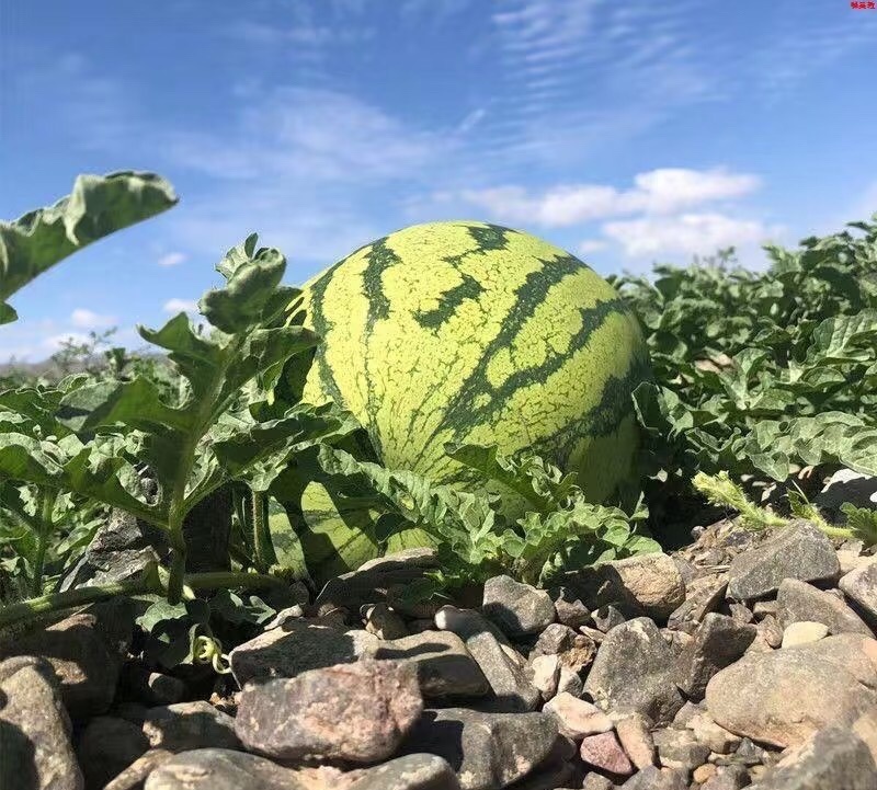 中卫硒砂瓜宁夏石头瓜皮薄甜度高量大从优代发全国