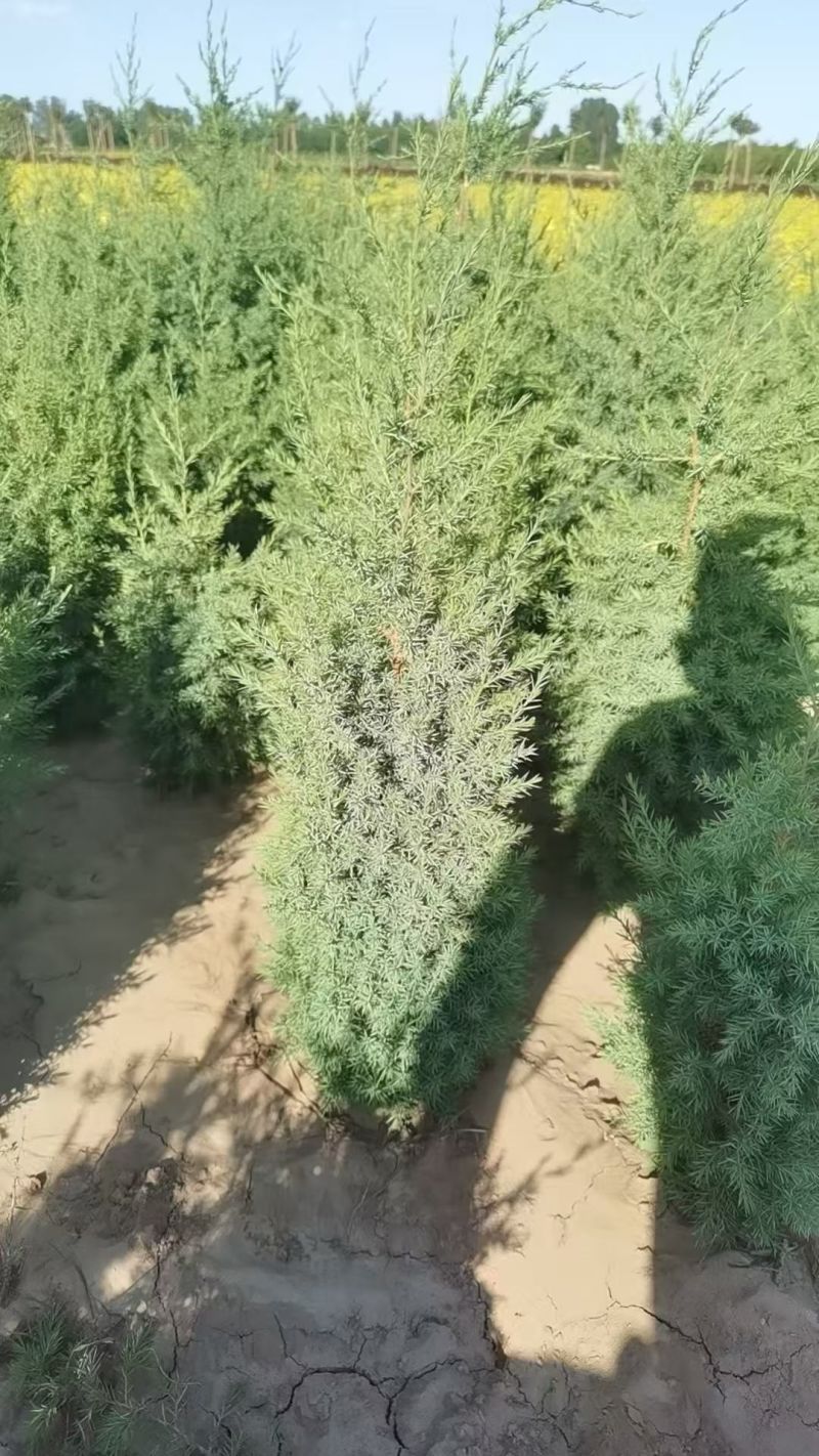 柏树便宜，桧柏树便宜