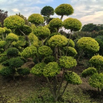 亮晶女贞造型