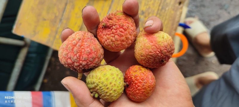 广西灵山糯米糍大量供应