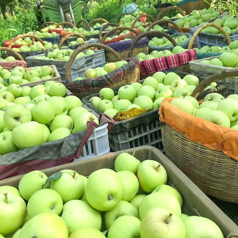 【新果】头茬青苹果新鲜现摘应季水果酸甜脆爽小青富士一整箱