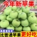 【新果】头茬青苹果新鲜现摘应季水果酸甜脆爽小青富士一整箱