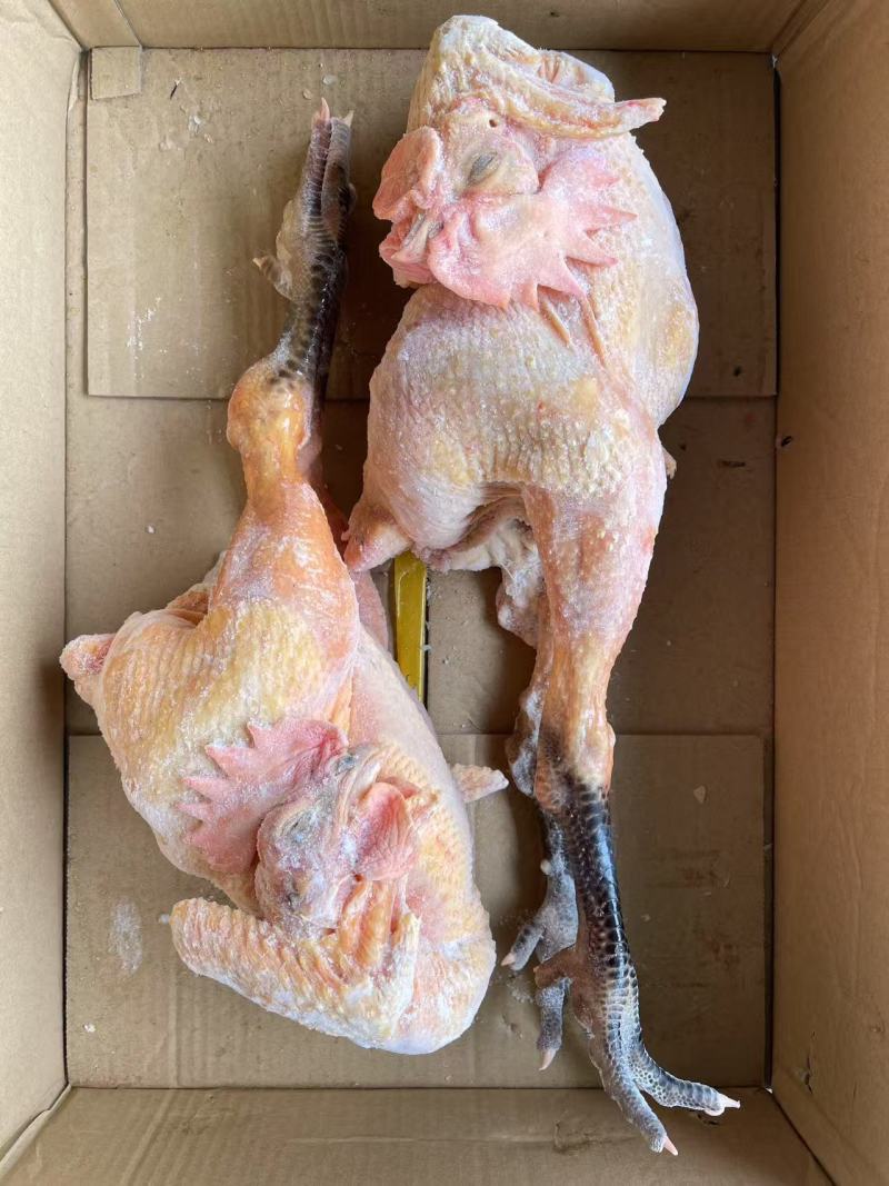麻鸡麻公鸡麻母鸡规格齐全质量好可以视频看货