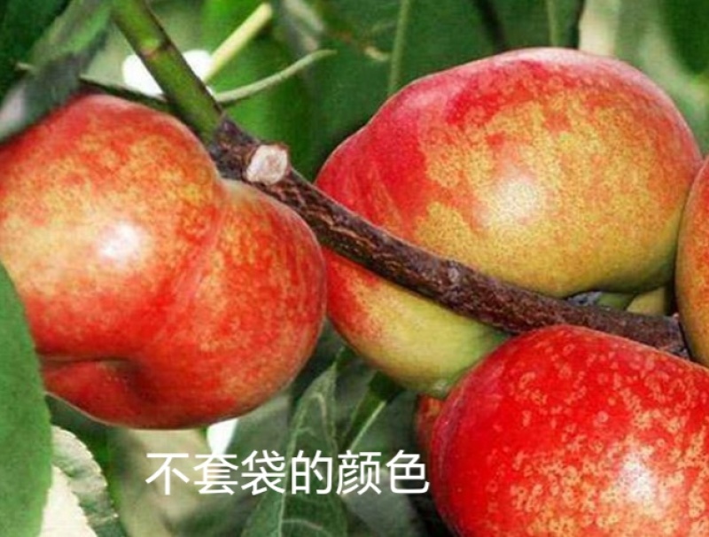 奶油蟠8号白肉油蟠桃苗山东蒙阴主产苗圃可签订种苗合同