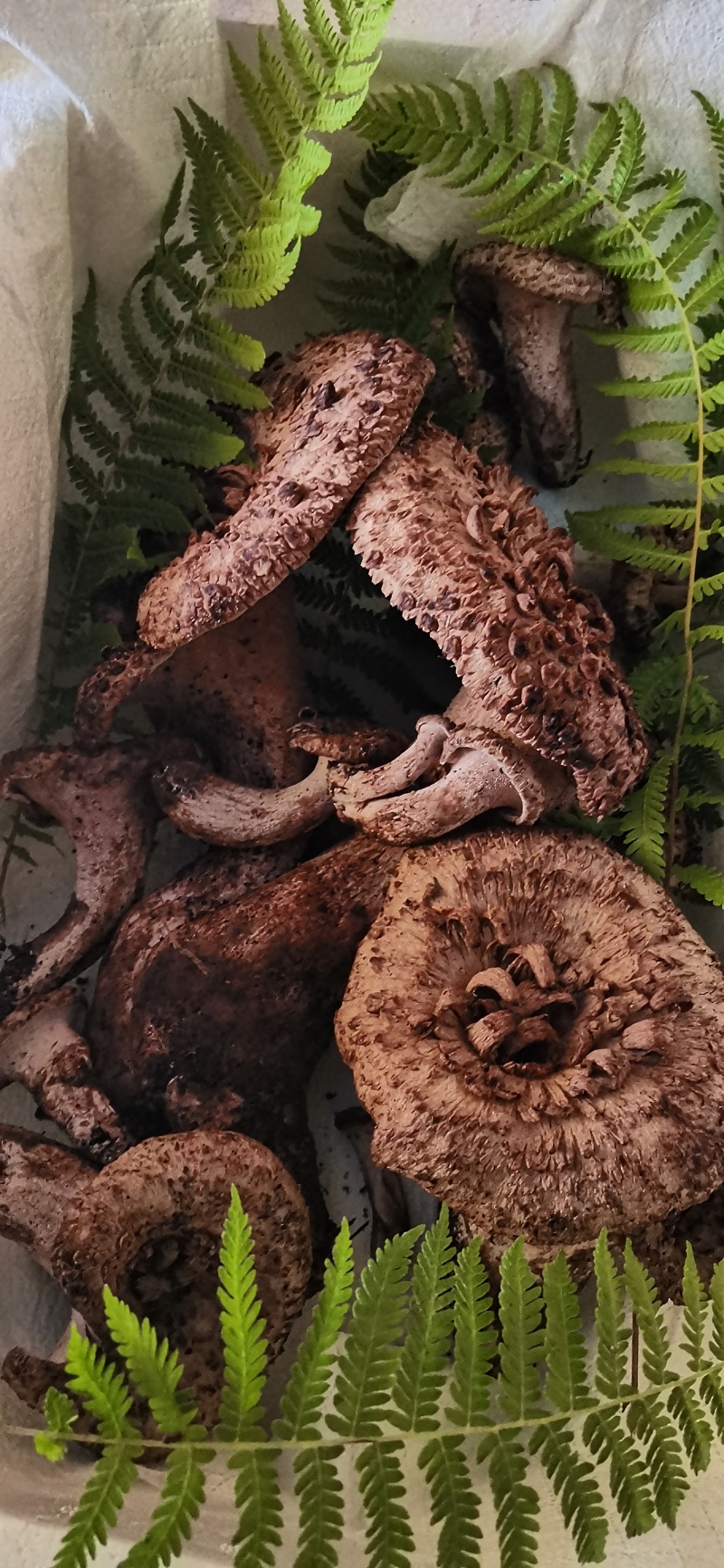 云南丽江野生黑虎掌