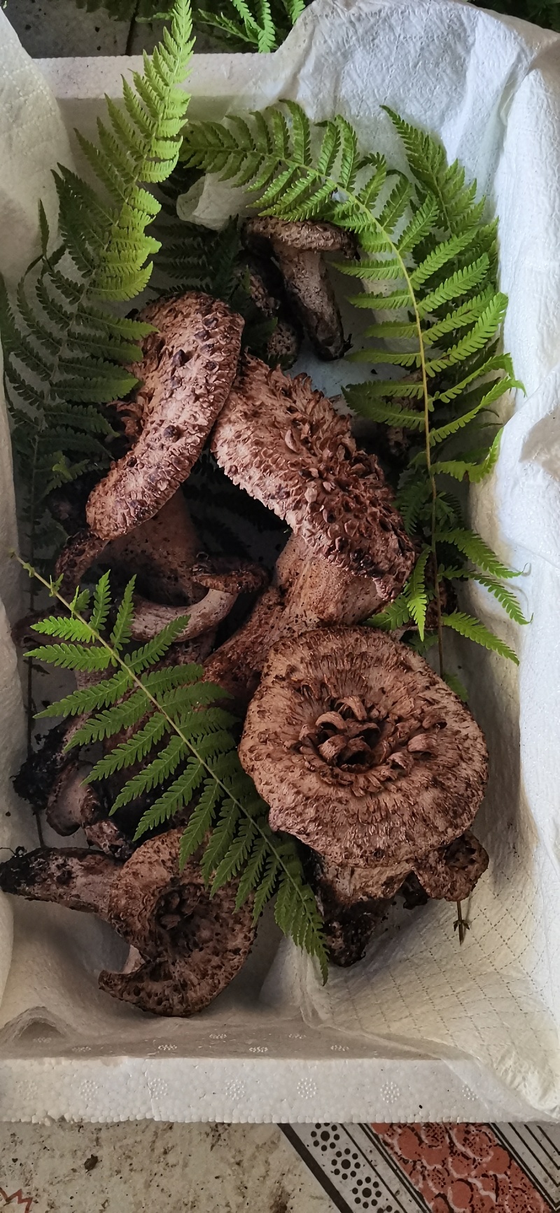 云南丽江野生黑虎掌