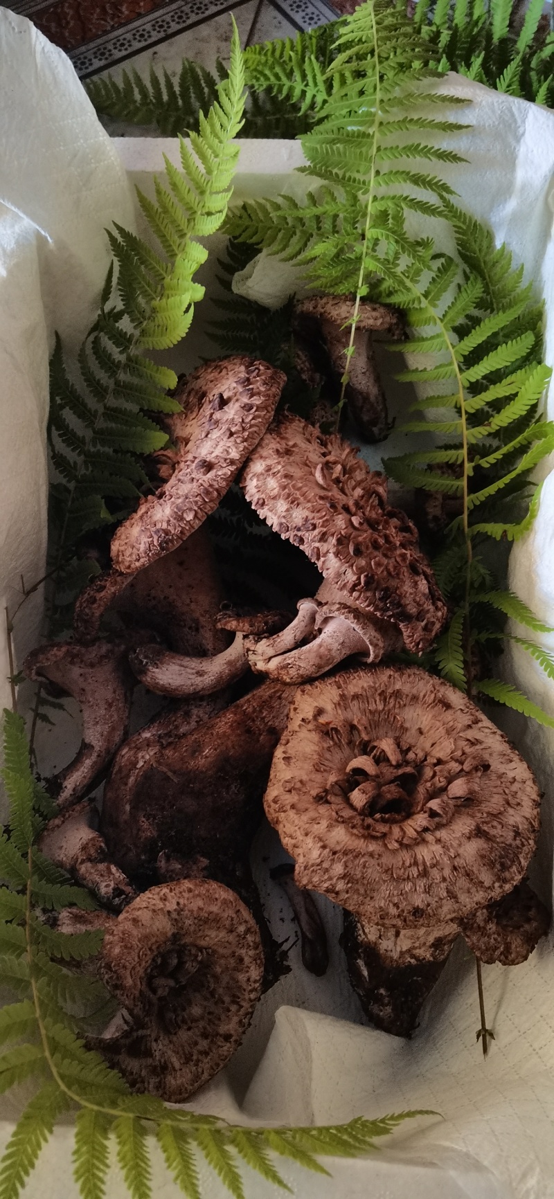 云南丽江野生黑虎掌