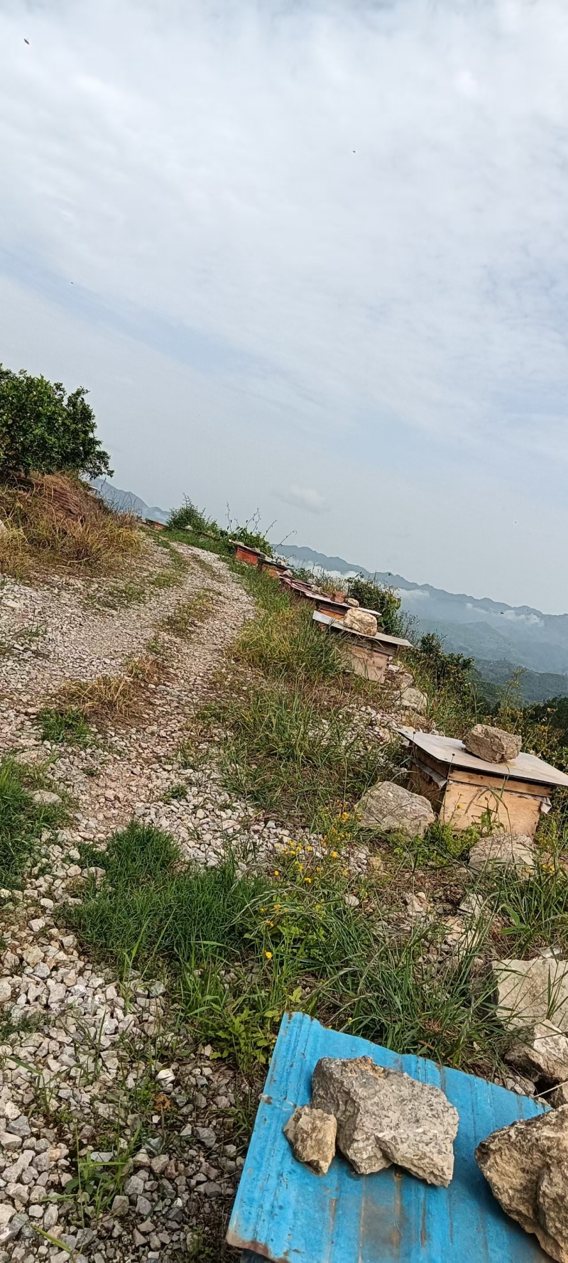 重庆湖南贵州，中蜜