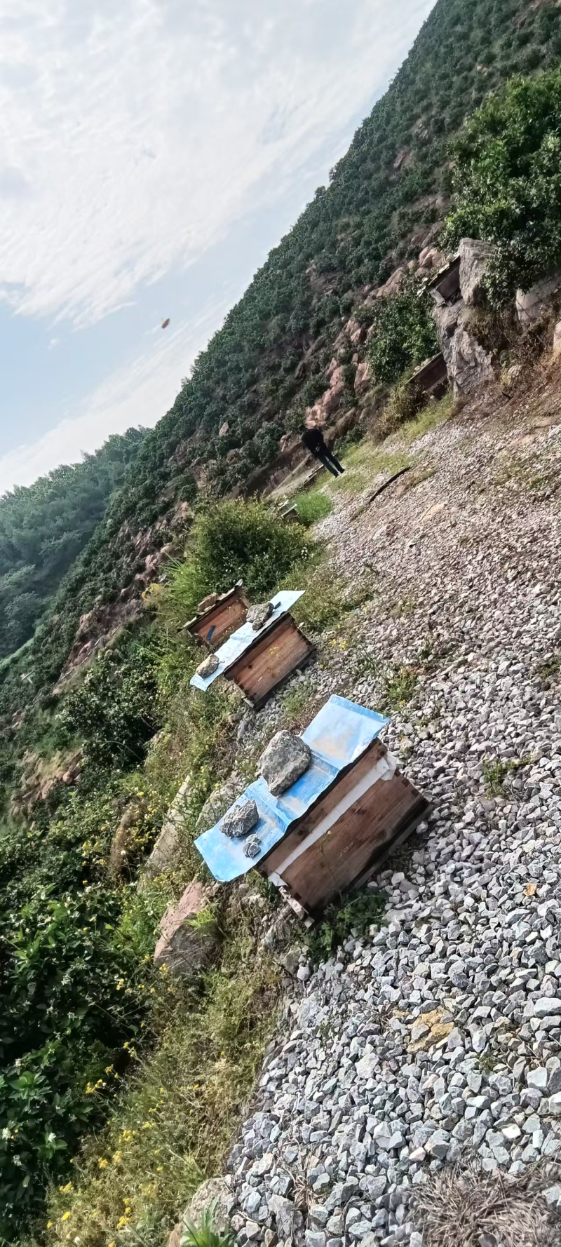 重庆湖南贵州，中蜜