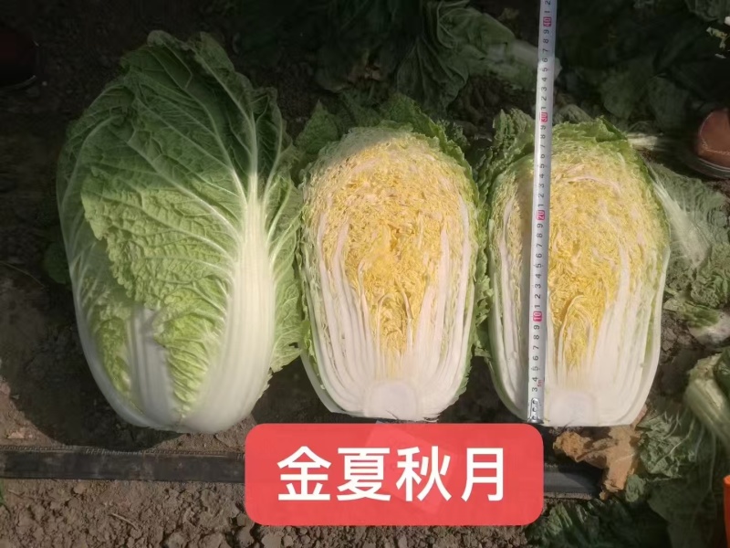 白菜苗黄心白菜苗大白菜苗量大从优苗场直发/欢迎来电