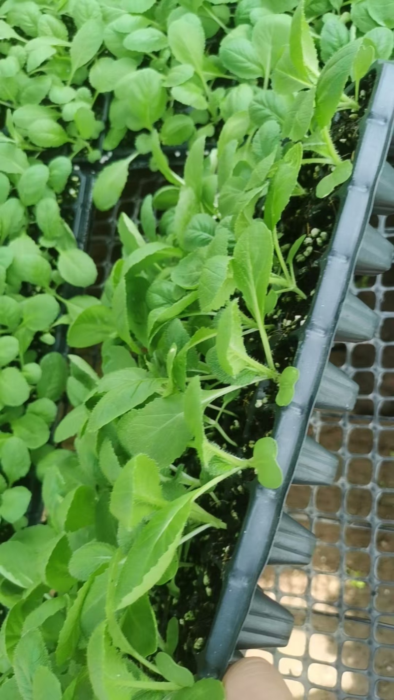 白菜苗黄心白菜苗大白菜苗量大从优苗场直发/欢迎来电