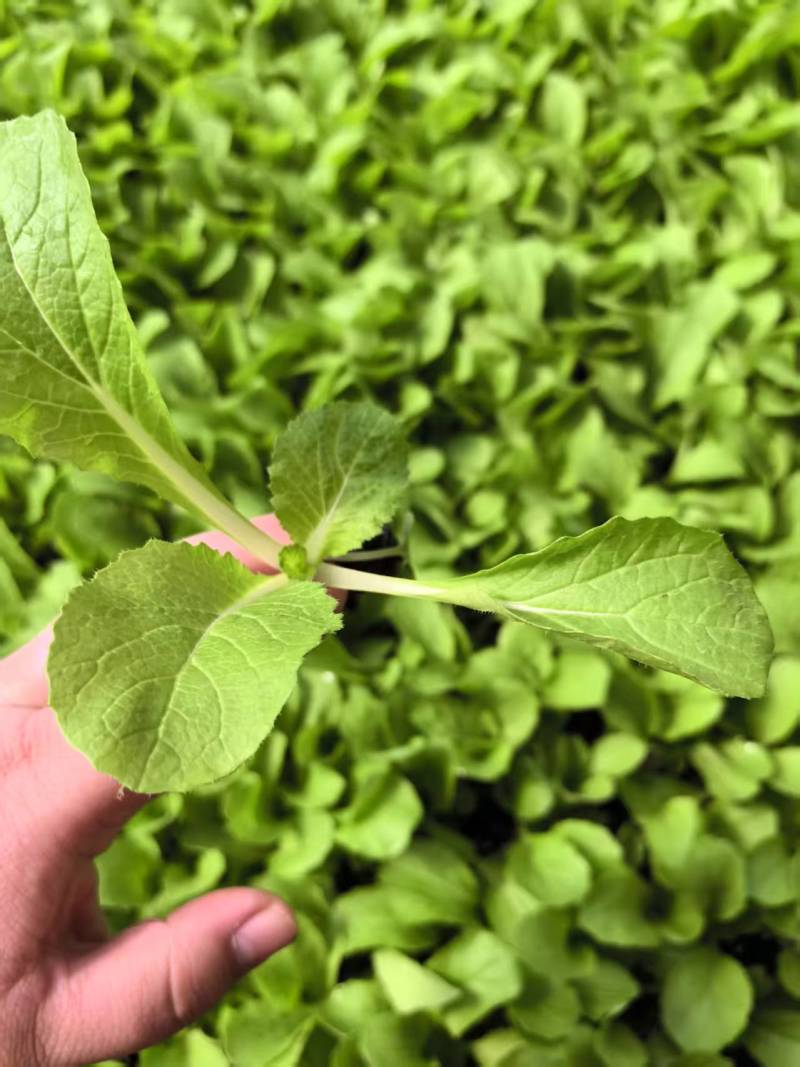 白菜苗黄心白菜苗大白菜苗量大从优苗场直发/欢迎来电