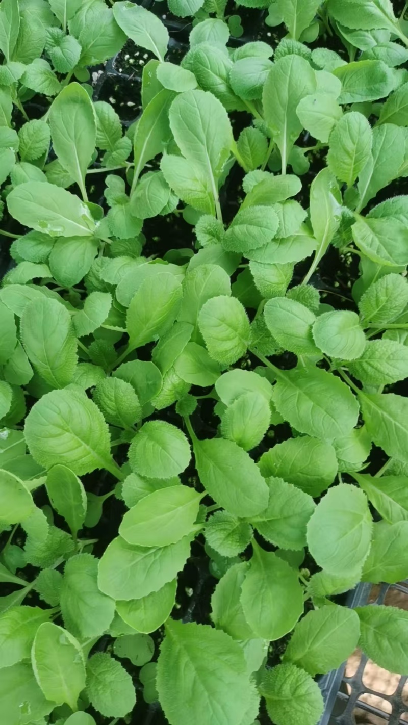 白菜苗黄心白菜苗大白菜苗量大从优苗场直发/欢迎来电