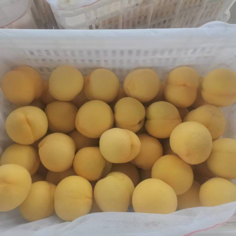 精品金香黄桃黄毛桃大量上市各种蟠桃油桃水蜜桃品种齐全