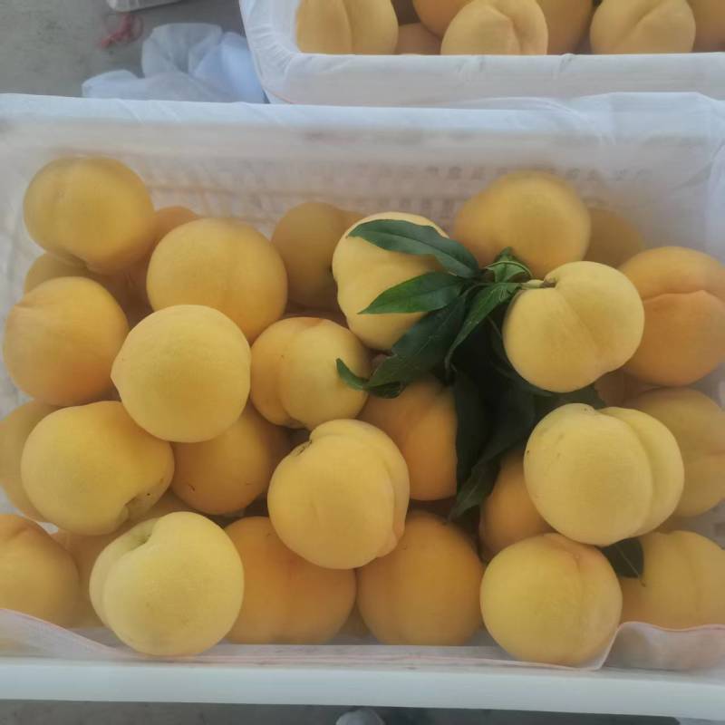 精品金香黄桃黄毛桃大量上市各种蟠桃油桃水蜜桃品种齐全