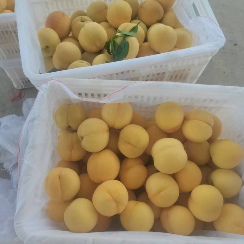 精品金香黄桃黄毛桃大量上市各种蟠桃油桃水蜜桃品种齐全