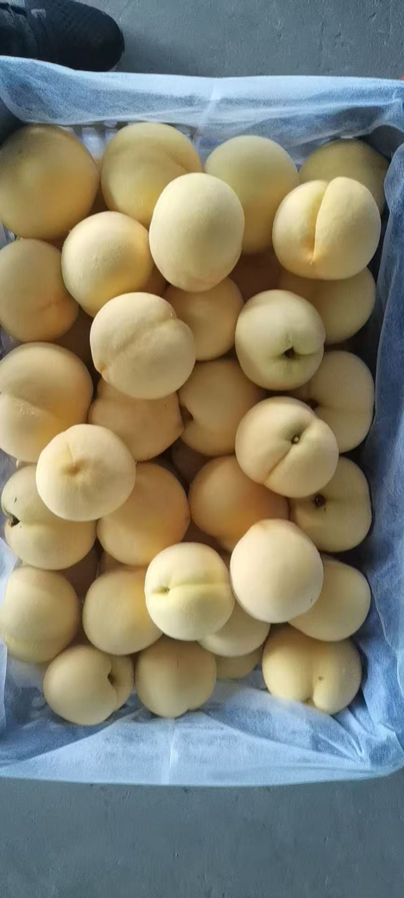 精品金香黄桃黄毛桃大量上市各种蟠桃油桃水蜜桃品种齐全