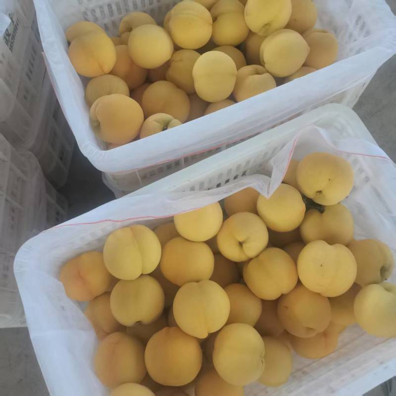 精品金香黄桃黄毛桃大量上市各种蟠桃油桃水蜜桃品种齐全