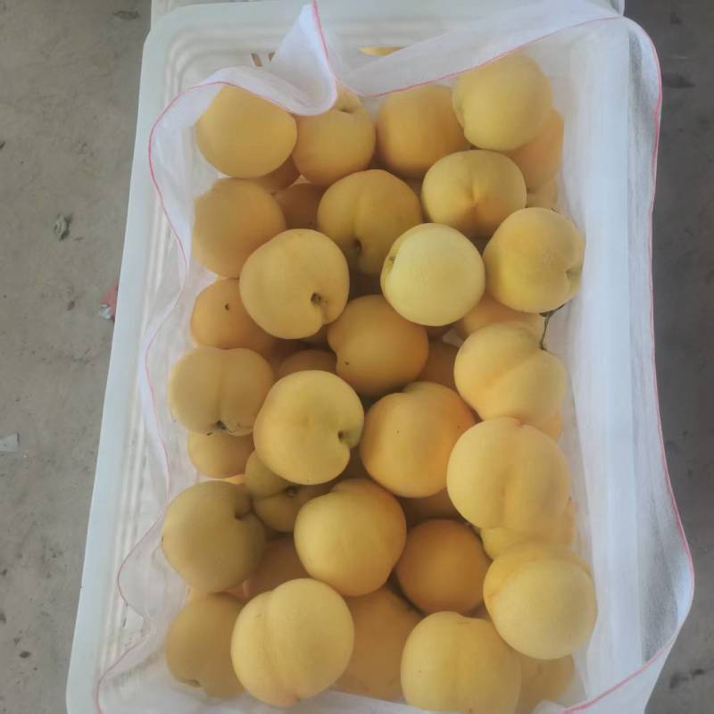精品金香黄桃黄毛桃大量上市各种蟠桃油桃水蜜桃品种齐全