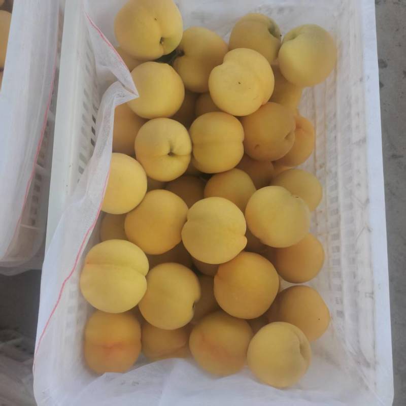 精品金香黄桃黄毛桃大量上市各种蟠桃油桃水蜜桃品种齐全
