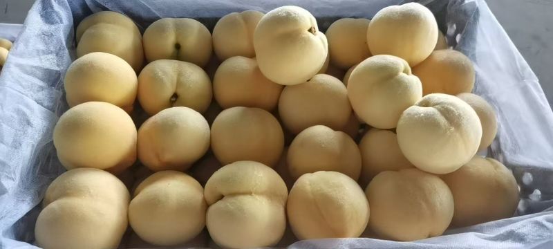 精品金香黄桃黄毛桃大量上市各种蟠桃油桃水蜜桃品种齐全