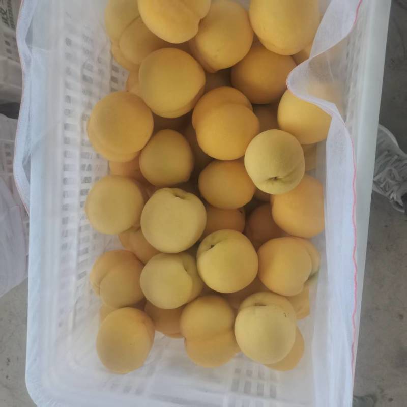 精品金香黄桃黄毛桃大量上市各种蟠桃油桃水蜜桃品种齐全