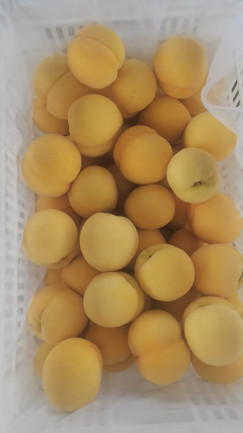 精品金香黄桃黄毛桃大量上市各种蟠桃油桃水蜜桃品种齐全