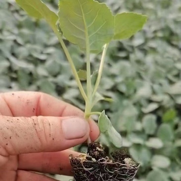 西兰花苗炎秀西兰花苗耐寒优秀西兰花苗苗场直发