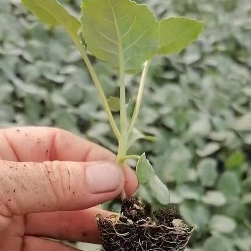 西兰花苗炎秀西兰花苗耐寒优秀西兰花苗苗场直发