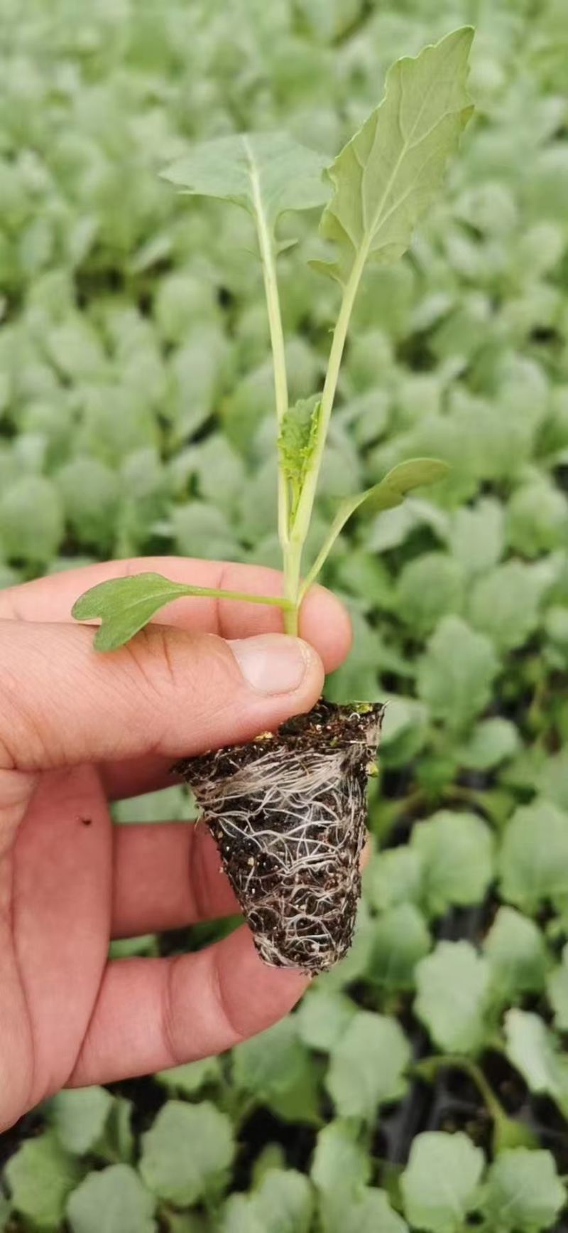 西兰花苗炎秀西兰花苗耐寒优秀西兰花苗苗场直发