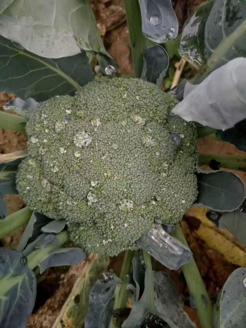 西兰花苗炎秀西兰花苗耐寒优秀西兰花苗苗场直发
