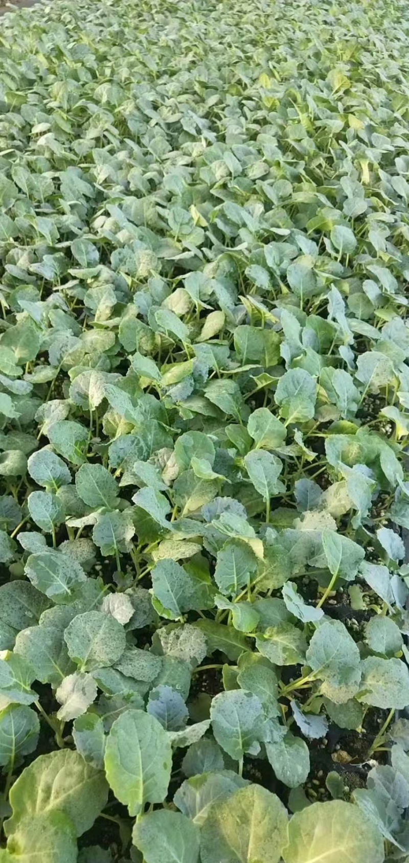 西兰花苗炎秀西兰花苗耐寒优秀西兰花苗苗场直发