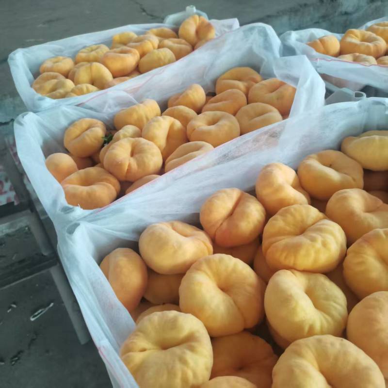 毛潘11黄毛蟠桃现货产地直发可视频看货蒙阴万亩桃园