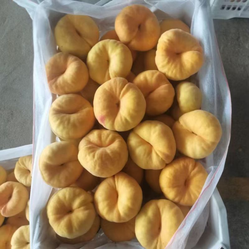 毛潘11黄毛蟠桃现货产地直发可视频看货蒙阴万亩桃园