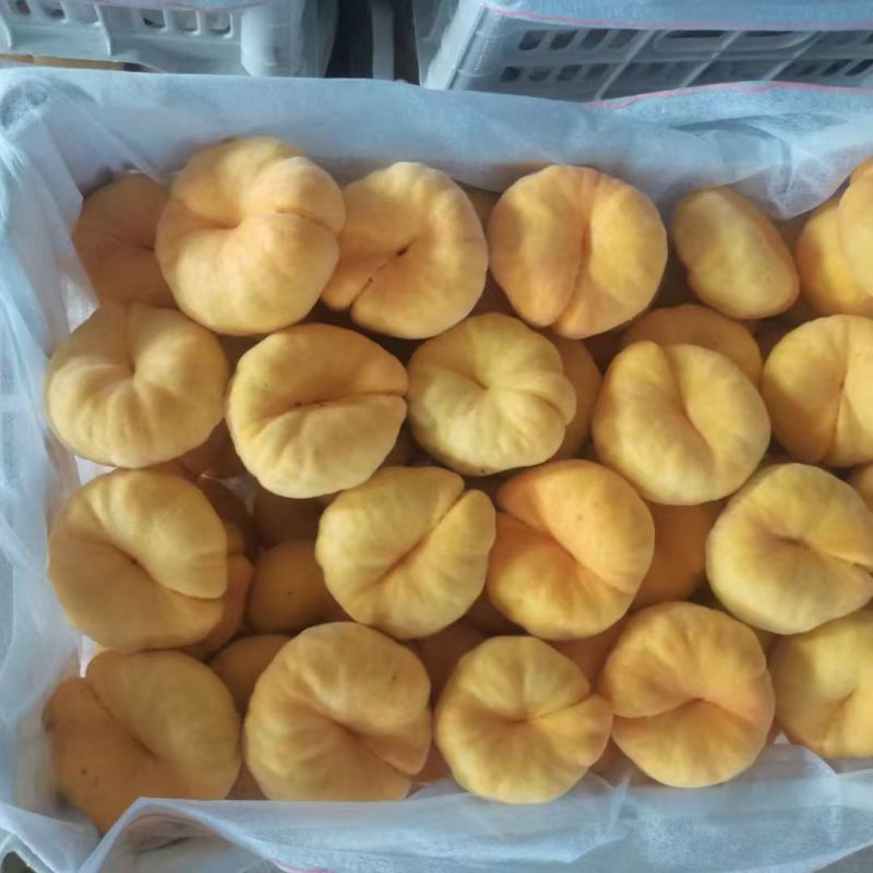 毛潘11黄毛蟠桃现货产地直发可视频看货蒙阴万亩桃园