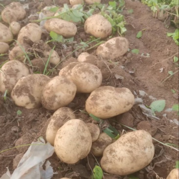 黄皮黄心土豆大量有货产地直销价格实惠服务周到