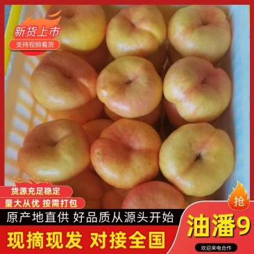 油潘9黄金油蟠桃彩虹油蟠山东蒙阴黄油蟠桃蜜桃