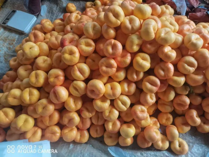 油潘9黄金油蟠桃彩虹油蟠山东蒙阴黄油蟠桃蜜桃