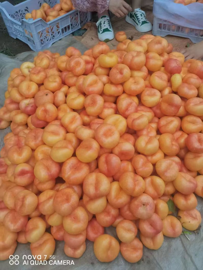 油潘9黄金油蟠桃彩虹油蟠山东蒙阴黄油蟠桃蜜桃