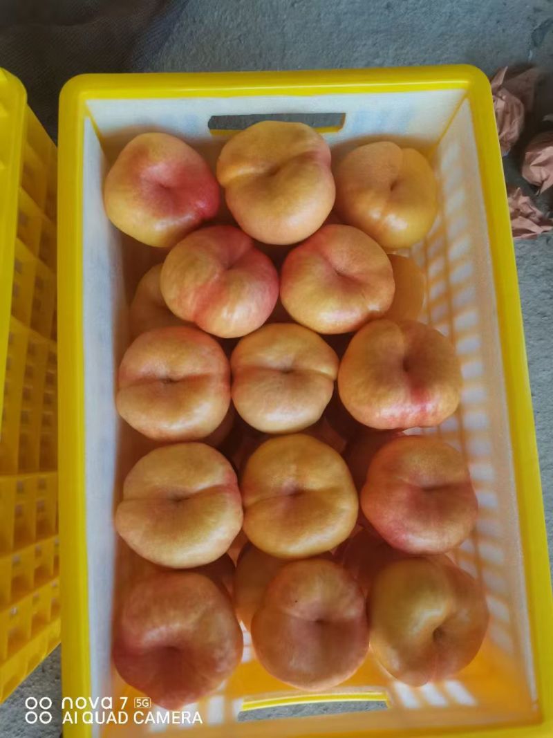 油潘9黄金油蟠桃彩虹油蟠山东蒙阴黄油蟠桃蜜桃