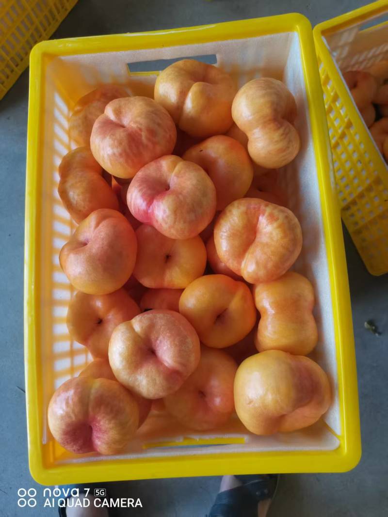 油潘9黄金油蟠桃彩虹油蟠山东蒙阴黄油蟠桃蜜桃
