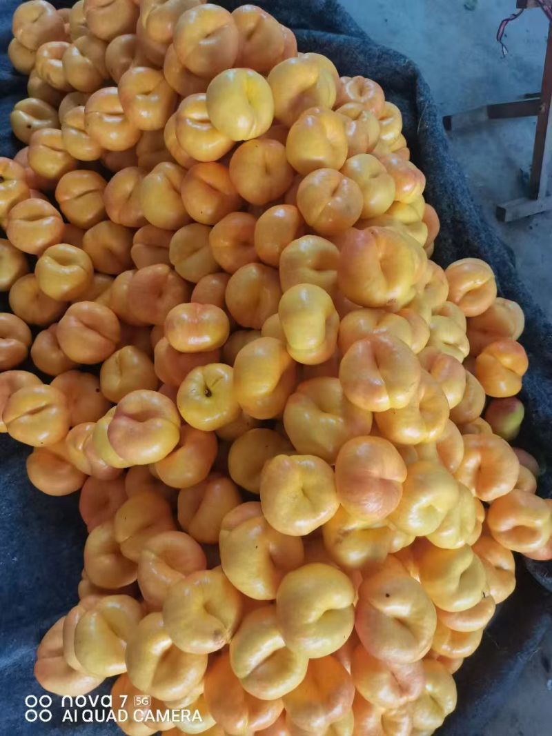 油潘9黄金油蟠桃彩虹油蟠山东蒙阴黄油蟠桃蜜桃