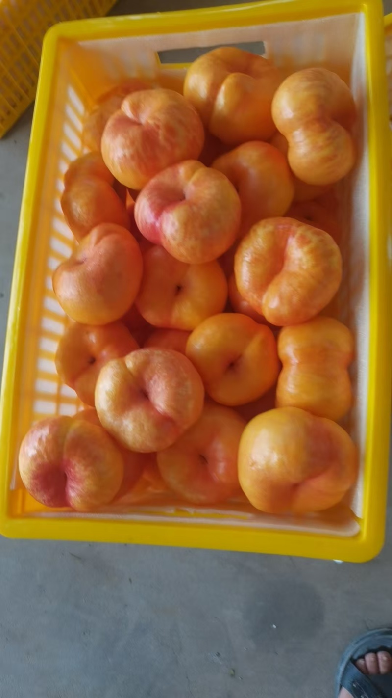 油潘9黄金油蟠桃彩虹油蟠山东蒙阴黄油蟠桃蜜桃