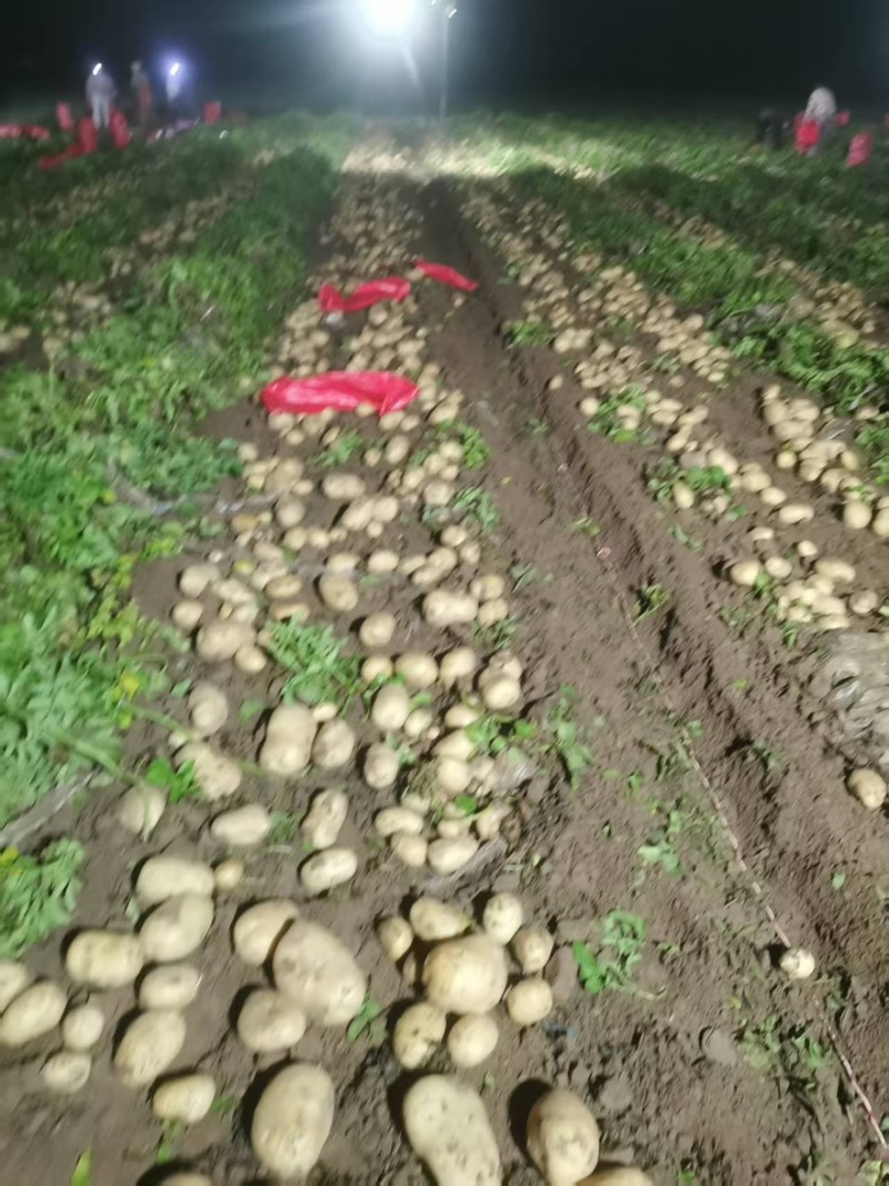 黄皮黄心土豆大量有货产地直销价格实惠服务周到