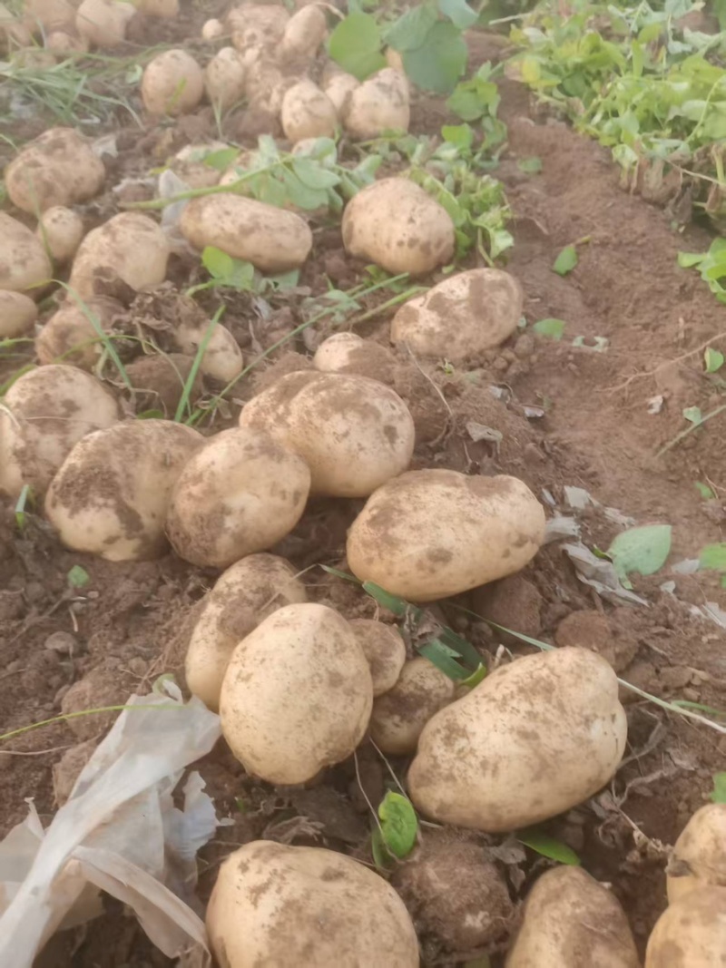 黄皮黄心土豆大量有货产地直销价格实惠服务周到