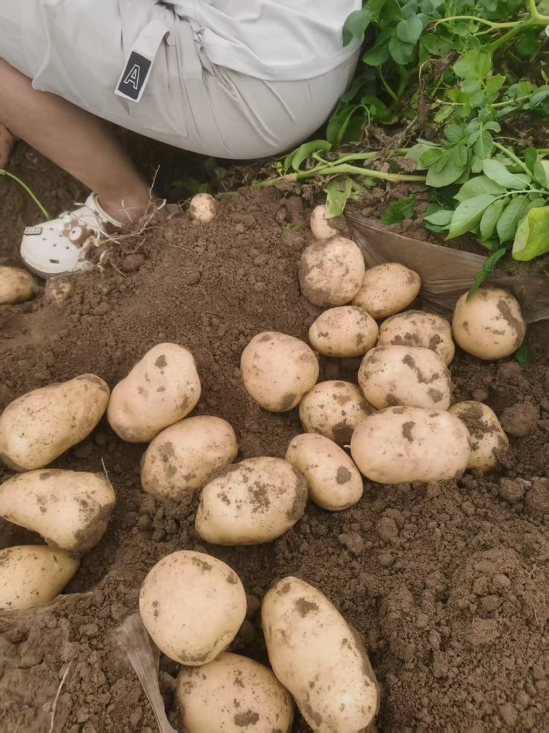 黄皮黄心土豆大量有货产地直销价格实惠服务周到