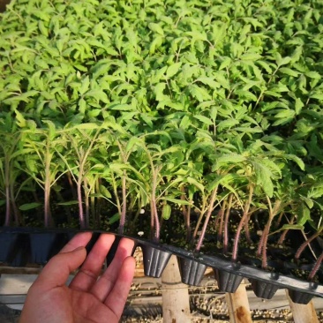 西红柿苗番茄苗硬粉西红柿苗大红西红柿苗苗场直供
