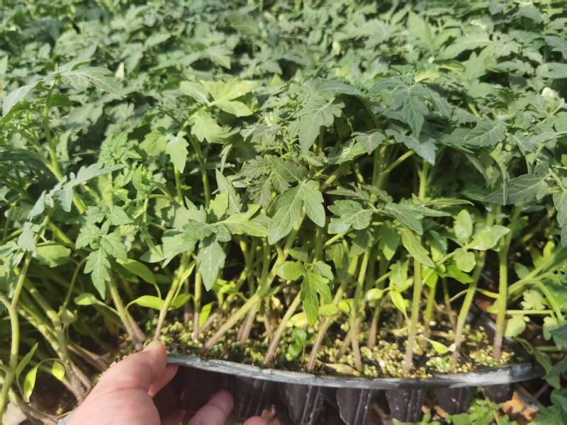 西红柿苗番茄苗硬粉西红柿苗大红西红柿苗苗场直供